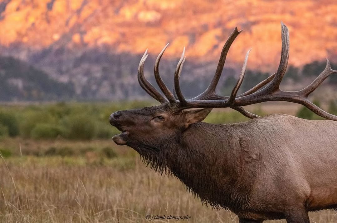 RT
Beautiful! 😍
#hunting #hunt #hunter #BahrainGP  #sundayvibes