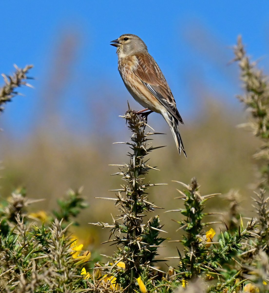 CarlBovisNature's tweet photo. Singing Linnet in gorse. 😍
 Taken last week at Porthleven in Cornwall. 😊🐦 https://t.co/RKUE2X9nq2