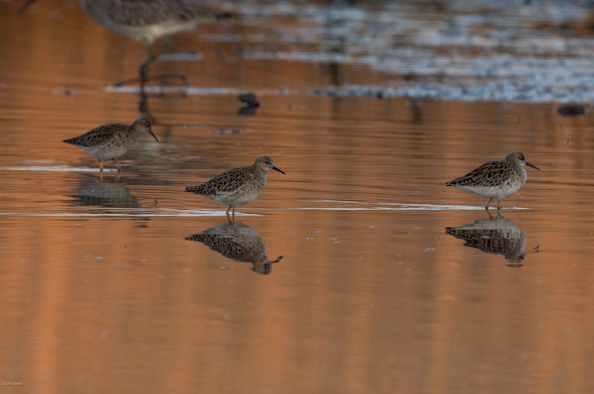Scott Usher (@sstanpit) on Twitter photo Three Ruff passing through Stanpit Marsh at sunrise this morning providing a sublime backdrop. <a href="/CHOG_birds/">CHOG</a> <a href="/DorsetBirdClub/">Dorset Bird Club</a> <a href="/DorsetWildlife/">Dorset Wildlife Trust</a> Three Ruff passing through Stanpit Marsh at sunrise this morning providing a sublime backdrop. <a href="/CHOG_birds/">CHOG</a> <a href="/DorsetBirdClub/">Dorset Bird Club</a> <a href="/DorsetWildlife/">Dorset Wildlife Trust</a>