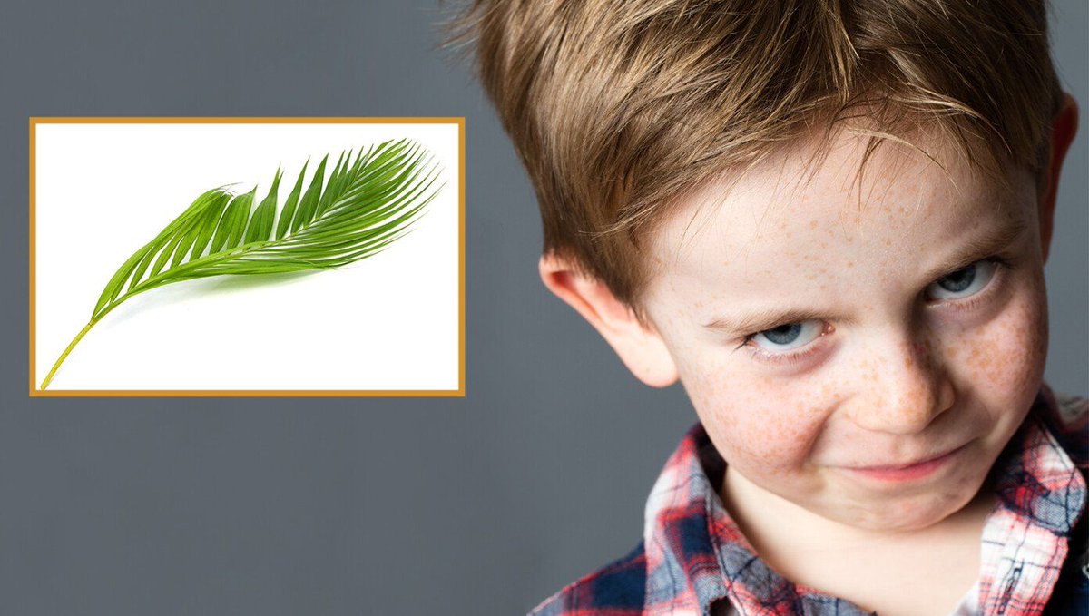 TheBabylonBee's tweet photo. Aidan Getting Excited For Annual Chance To Whack Sister With Palm Branch https://t.co/ckLQGoK9uf https://t.co/xD0zQKrbPY