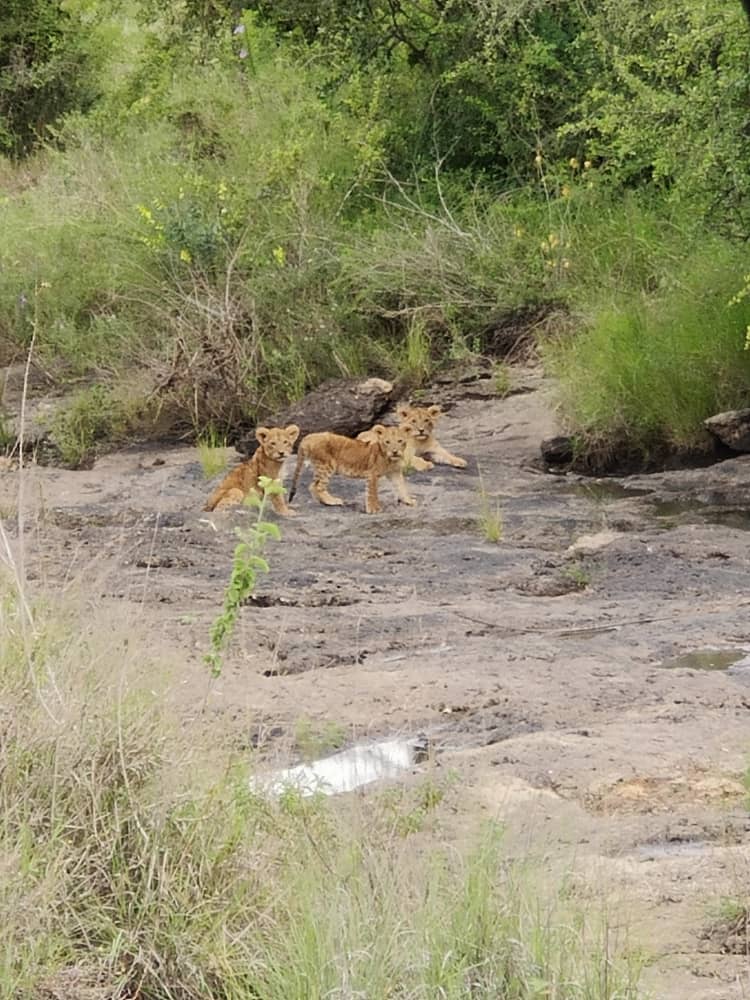 MuriithiMick's tweet image. Cuties from Nairobi National Park