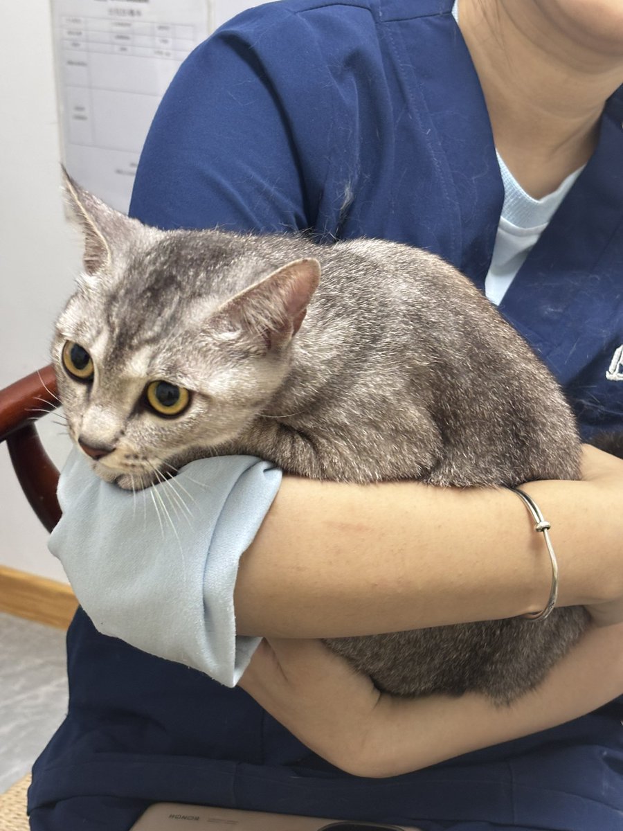 nonomaim's tweet photo. 给小猫打疫苗 https://t.co/XfUVGRB6MR