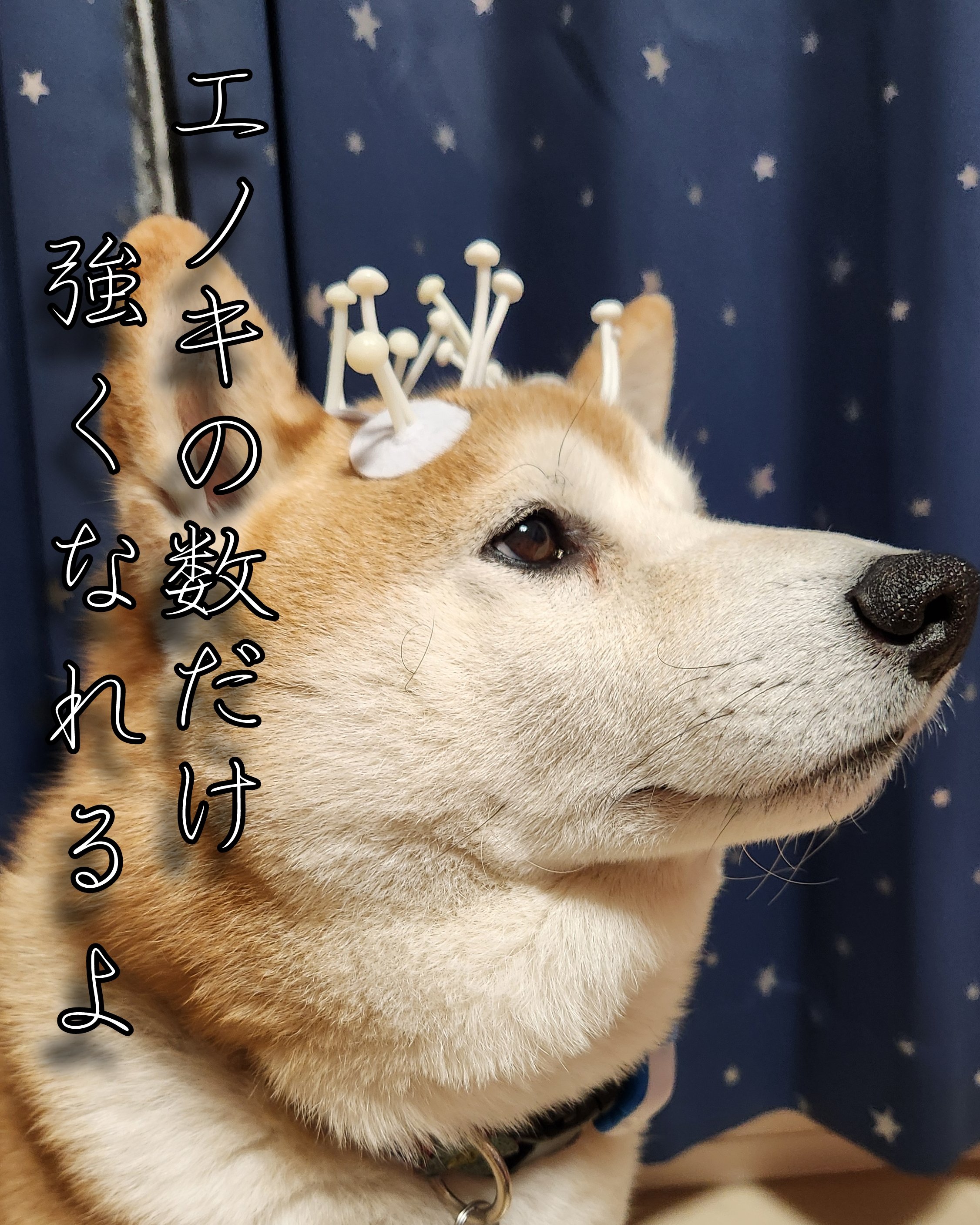 ペコ丸 (@pekotaro930) / X