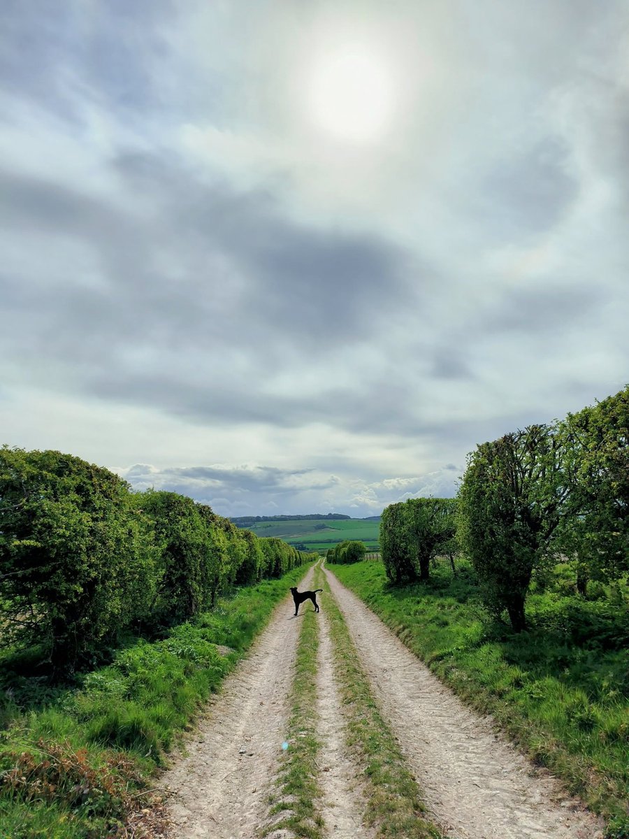 LadyGrace27's tweet image. Happiness is a long walk with your dog...🐾🐾
#sundayvibes #sundayfunday #dogwalks #walkies #outdoors #countryside #lovewhereyoulive