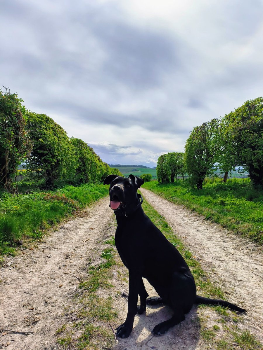 LadyGrace27's tweet image. Happiness is a long walk with your dog...🐾🐾
#sundayvibes #sundayfunday #dogwalks #walkies #outdoors #countryside #lovewhereyoulive