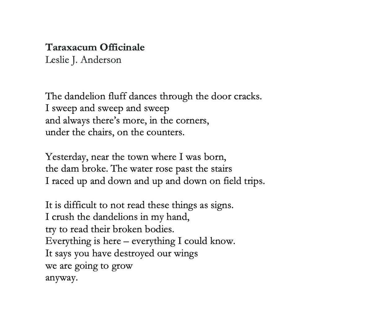 a poem about dandelions