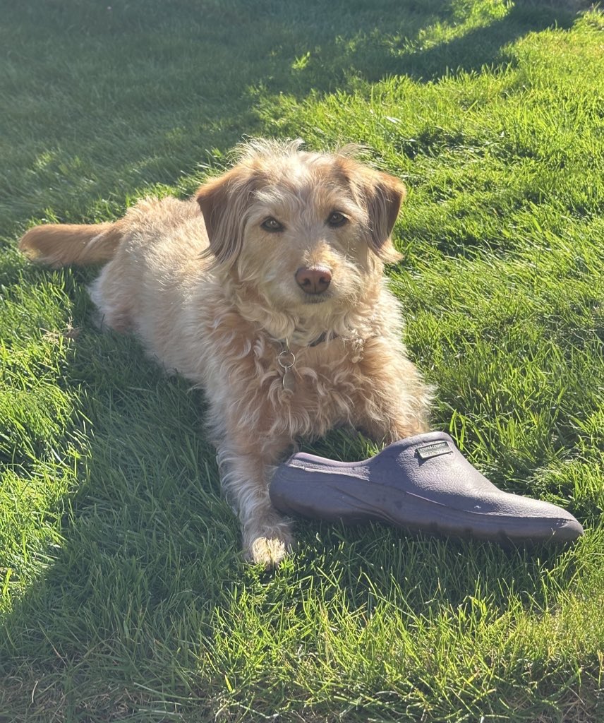 I have garden clog. What are you offering me for it ? 
#auctioneer