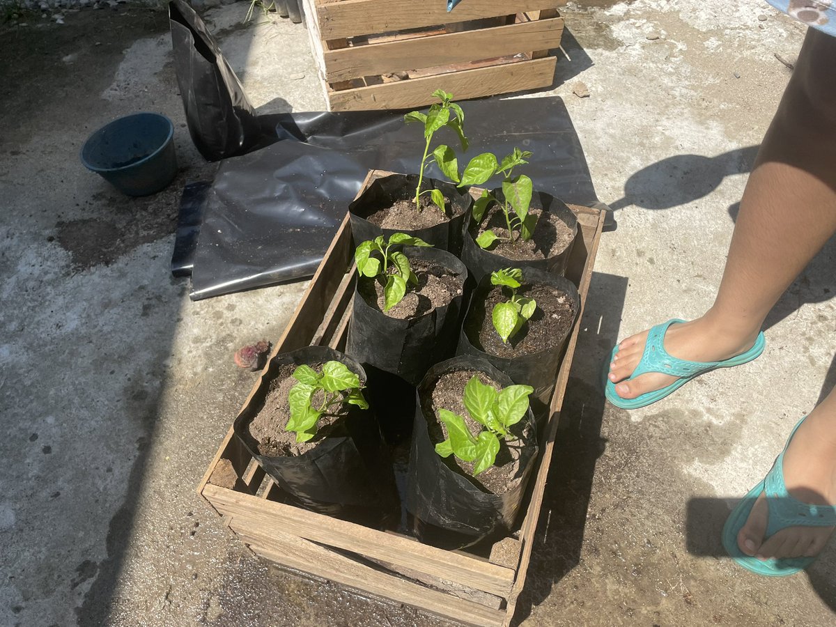 DECOFORES's tweet photo. Plantas de chile habanero (Capsicum chinense Jacq.). #PlantandoIdeasParaInnovar @jorere_ https://t.co/BKC8V9daDF