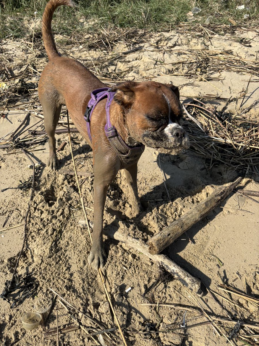 NaturePatrol's tweet image. Went out with a red &amp;amp; white #boxerdog came home with a black one 🐶 🤣 #dogslife #funtime  #BeachLife #beachgirl #boxerlife #dogsofX 🐶🤣