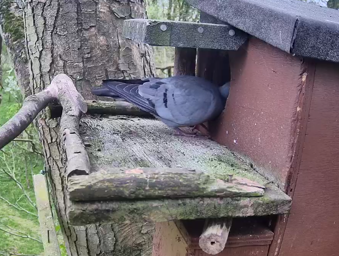 Gnarlydusk's tweet photo. @katemacrae She's getting plenty of visitors, today. https://t.co/tcIMAY56sy
