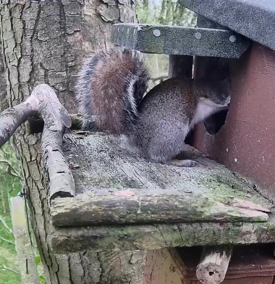 Gnarlydusk's tweet photo. @katemacrae She's getting plenty of visitors, today. https://t.co/tcIMAY56sy