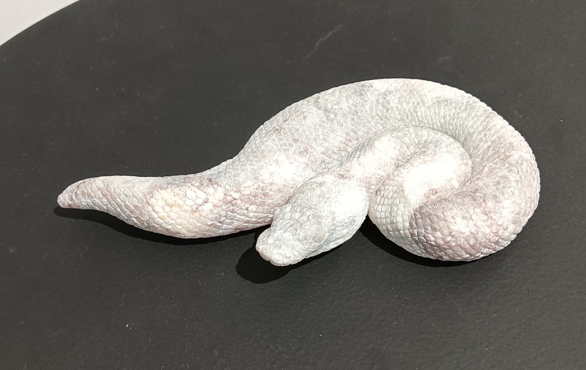 AQUA_SiON's tweet image. 小さめの可愛い手乗りPython達も〜🐍✨

小さくても、しっかりボールパイソンです！🐍

#佐野藍
#PythonSeries