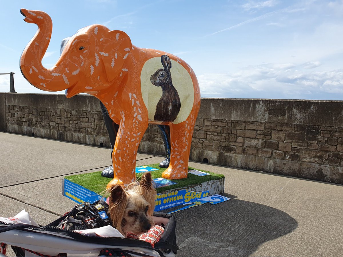 Mr_Pelucchi's tweet photo. We did starts #stampedebythesea today.
Did finds my friends Dorwest Herbs Elephant Herbie.
Obviously Mosca did gets norty takings over the photos! 
Hopefullys finds some more next weekend.
#MrPels #BarkshireFirefighter #tripawd #tripawsoffacebook #Firefighter #DorwestHerbs https://t.co/rYZx0Sq49L