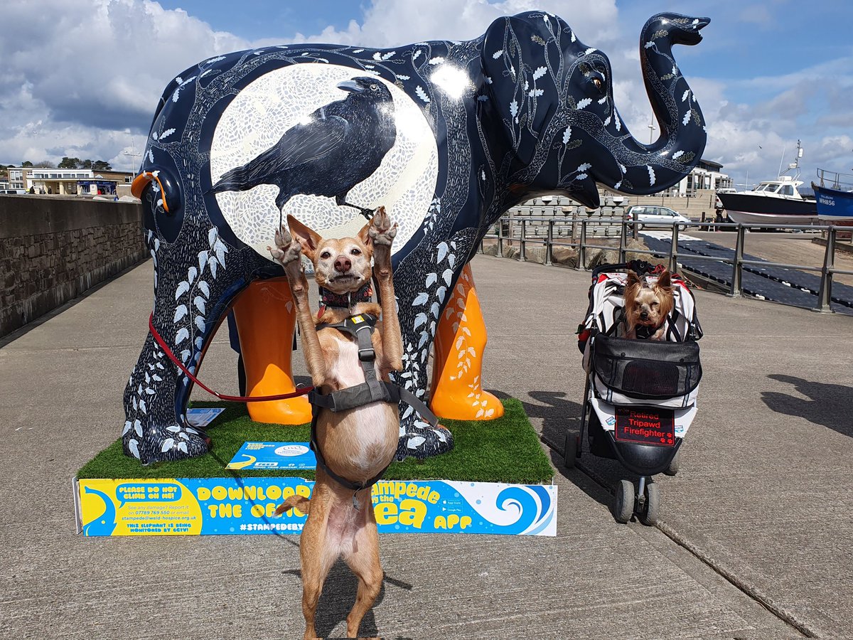 We did starts #stampedebythesea today.
Did finds my friends Dorwest Herbs Elephant Herbie.
Obviously Mosca did gets norty takings over the photos! 
Hopefullys finds some more next weekend.
#MrPels #BarkshireFirefighter #tripawd #tripawsoffacebook #Firefighter #DorwestHerbs