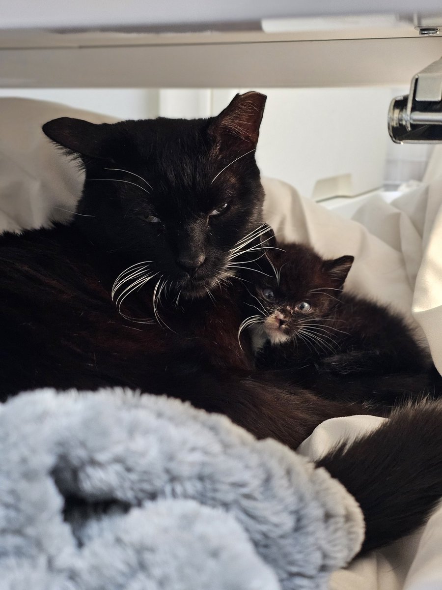 쿠로 입양자분께 받고 눈물 한바가지 쏟는중 
까미야 고마워 ..🖤🖤🖤🖤