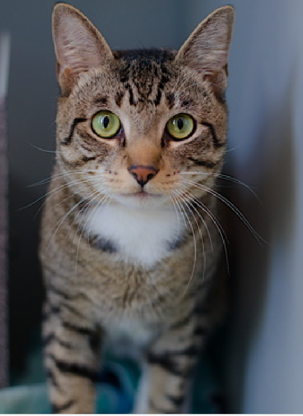 JLthekid9999's tweet image. 🆘🆘MOCHI , 2 YO,  MALE–  IN QUEENS ACC - came into the shelter as an aco - owner surrender on 1/19/2025, with the surrender reason stated as animal behavior - aggressive towards people (BAD EXCUSE FROM A BAD “Owner”) 🆘🆘 😿 😿 😿 😿

➡️ TBD 4/15/25

➡️ JUST A BABY

➡️ TOO LOW…