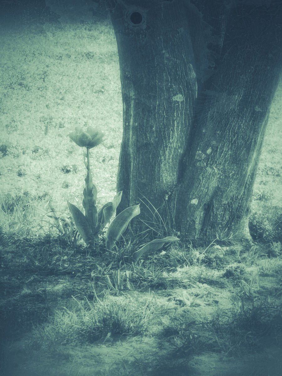 Drabbles153's tweet photo. #NFTkaltenstein #Stillleben #flower #tree #photography #blackandwhite #monochrome https://t.co/MK5T3g8oYp