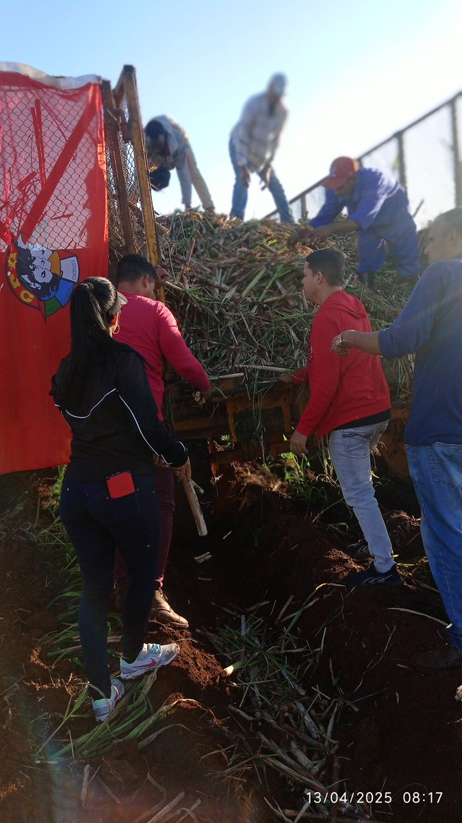 liusdanis's tweet photo. Jornada dominical de contribución a uno de los principales renglones de la economía cubana. Esta vez sembrando caña en la UBPC Cuba Libre del municipio Jovellanos en Matanzas #SiempreJoven https://t.co/Sm68DQsuME