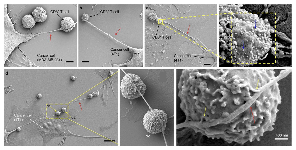 Brandon Luu, MD tweet media