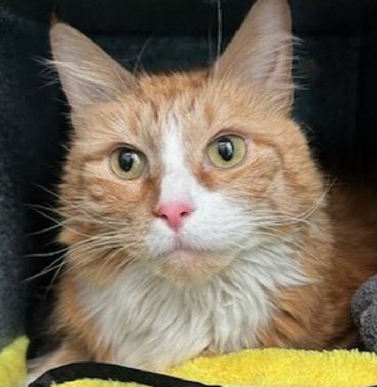 JLthekid9999's tweet image. 🆘🆘GOLDIE, 3 YO,  FEMALE–  IN QUEENS ACC - came into the shelter as an aco - owner surrender on 2/26/2025, with the surrender reason stated as animal behavior - aggressive towards people.  🆘🆘 😿 😿 😿 😿

➡️ TBD 4/15/25

➡️ NEW HOPE RESCUE ONLY

➡️ TOO LOW ON PLEDGES TO…