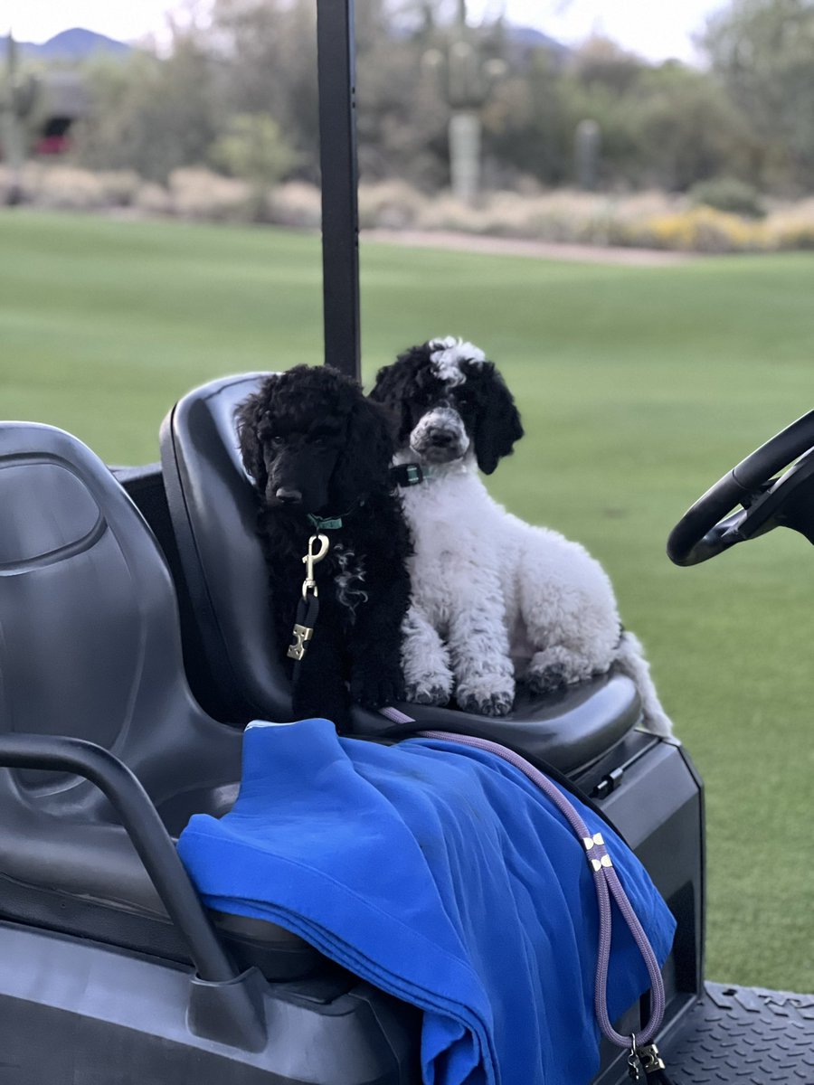 KingRTurf's tweet photo. These two love riding around on the weekends. #membersonly #dogsofturf https://t.co/sLwCDOCr32