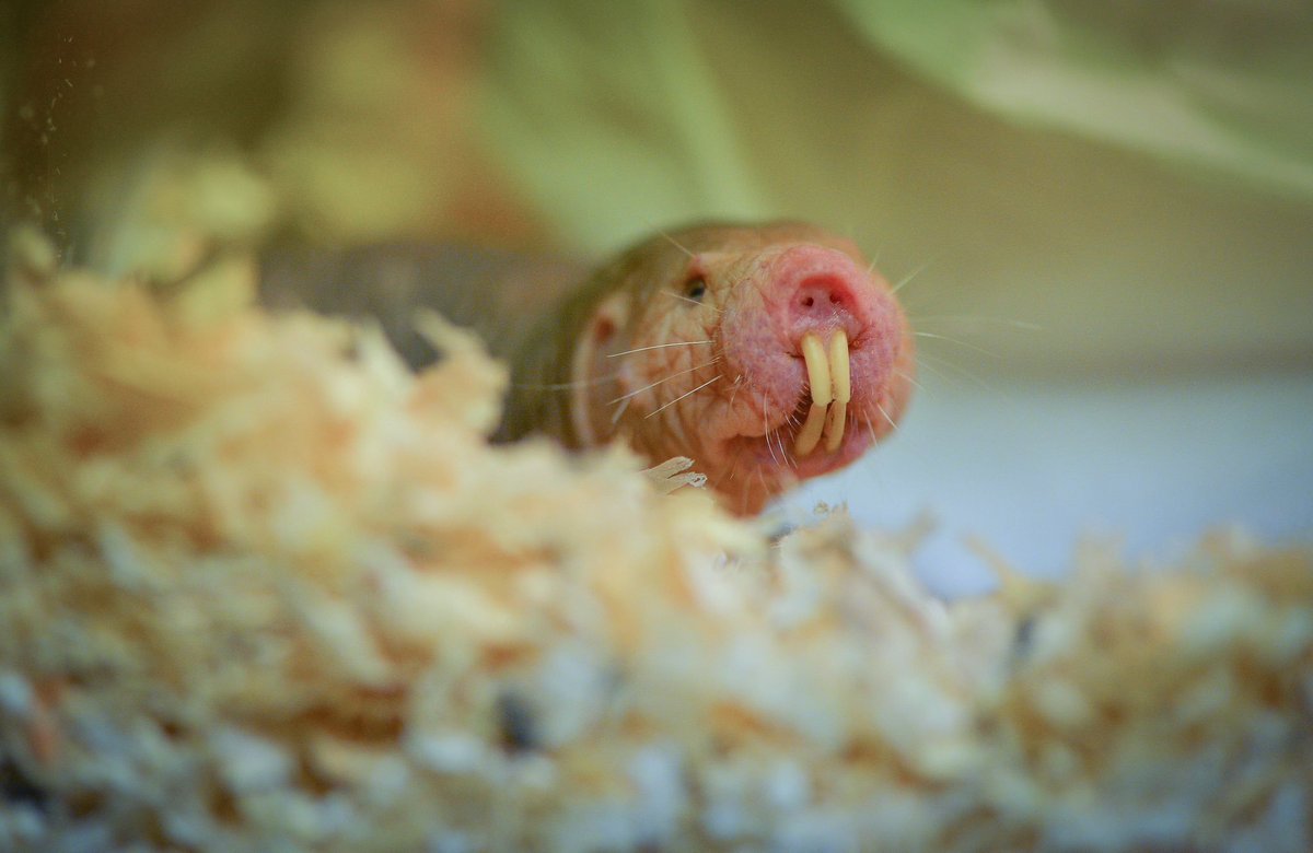 TheChesterZoo's tweet photo. POV: you've entered into our brand new Hidden Savannah habitat in the Heart of Africa! 🐍

Get ready for a close encounter with the desert's most fascinating creatures, from the quirky naked mole rat to the fearsome red spitting cobra. And for a truly unique experience, climb aboard a Land Rover and immerse yourself in a swarm of 15,000 locusts!

#chesterzoo #heartofafrica