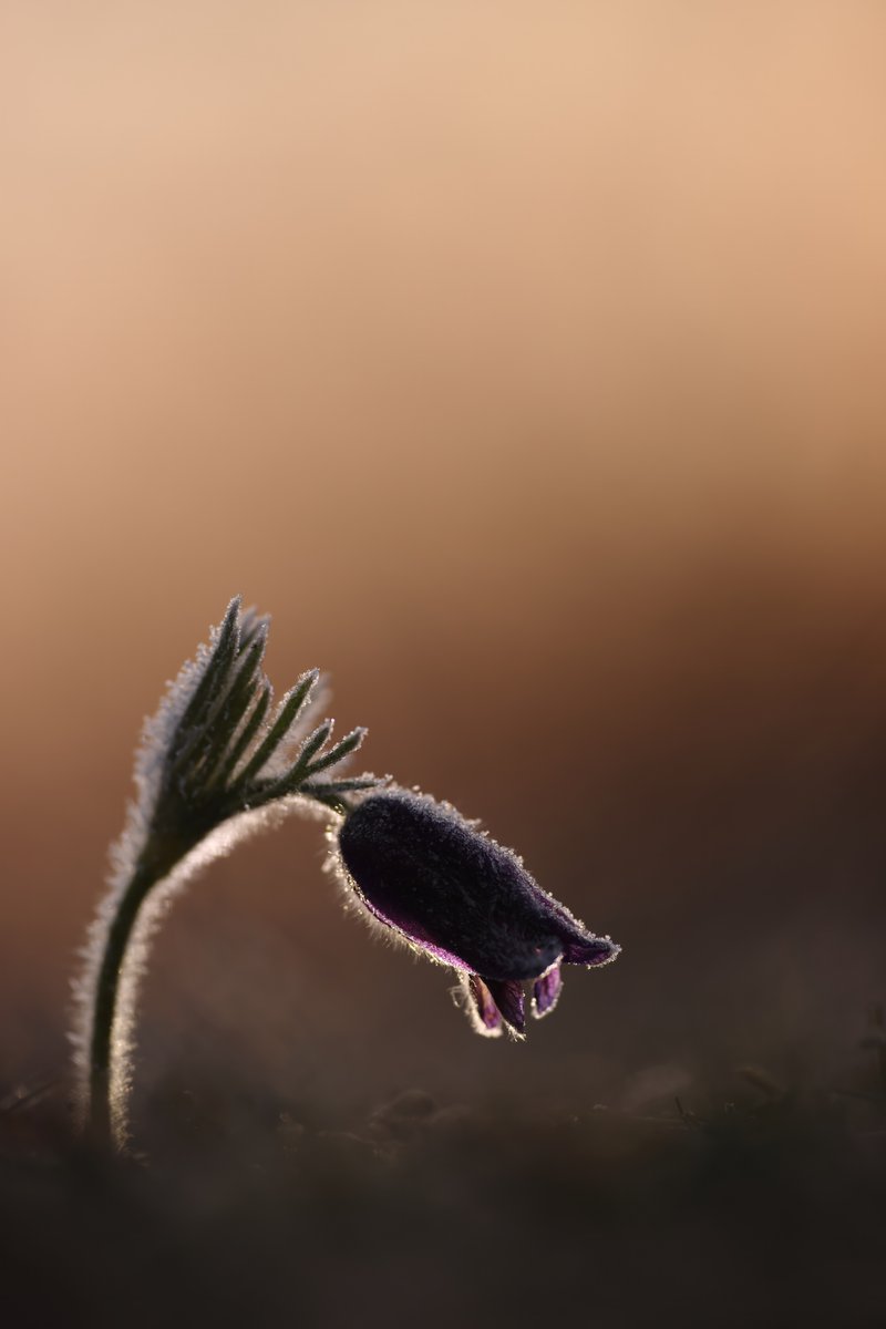 Pasque Flowers