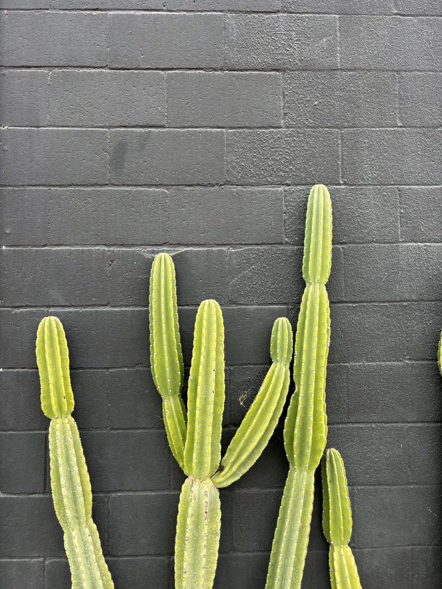 Love me a cactus