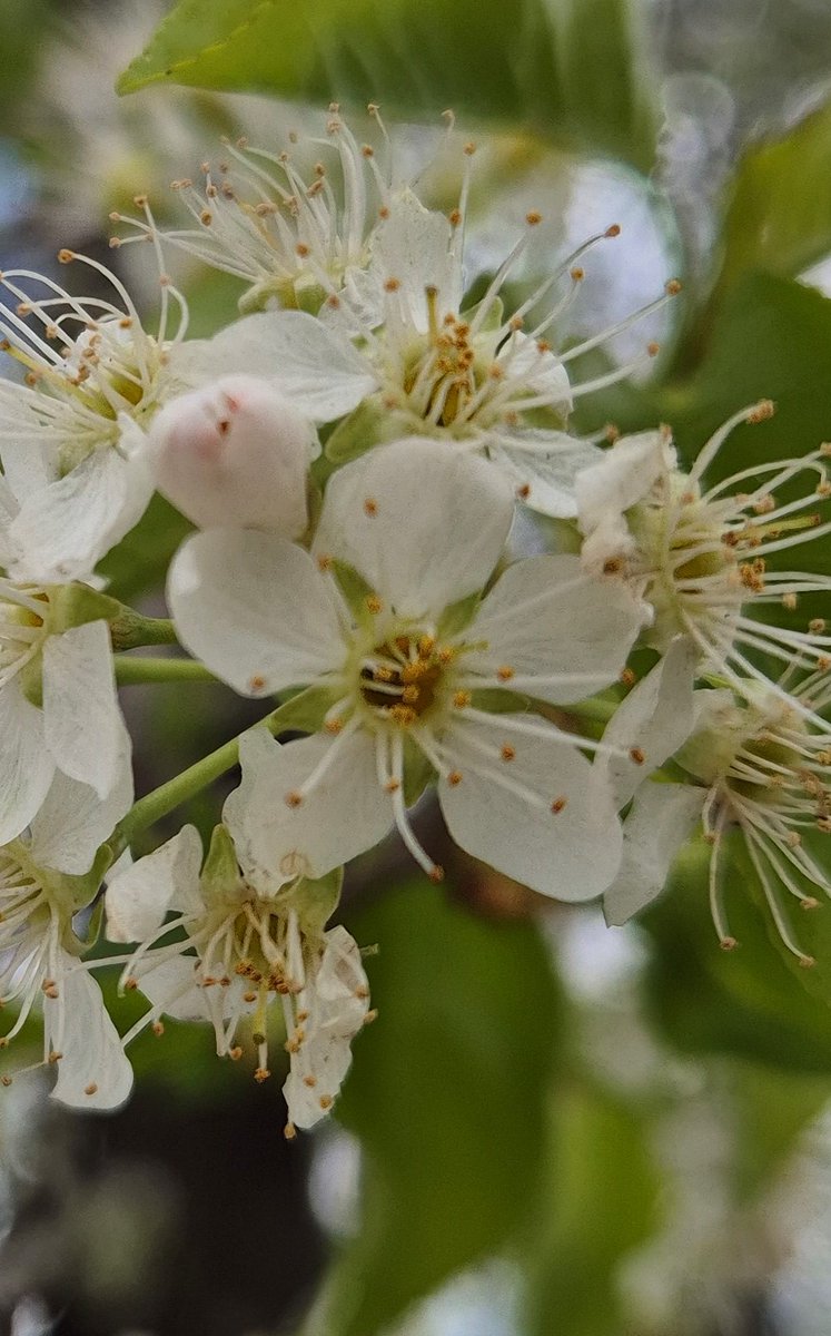 Ankaranın doğal ağaçlarından  Mahlep  veya İdris ağacı (Prunus mahaleb), 10 metreye kadar boylanır. Vişne benzeri meyveleri yenilir. Gıda sektöründe ve halk tıbbında kullanıldığı gibi  onları  parklarımızda  çiçekli olarak görebilirsiniz. Batıkent/Mesa/Ankara