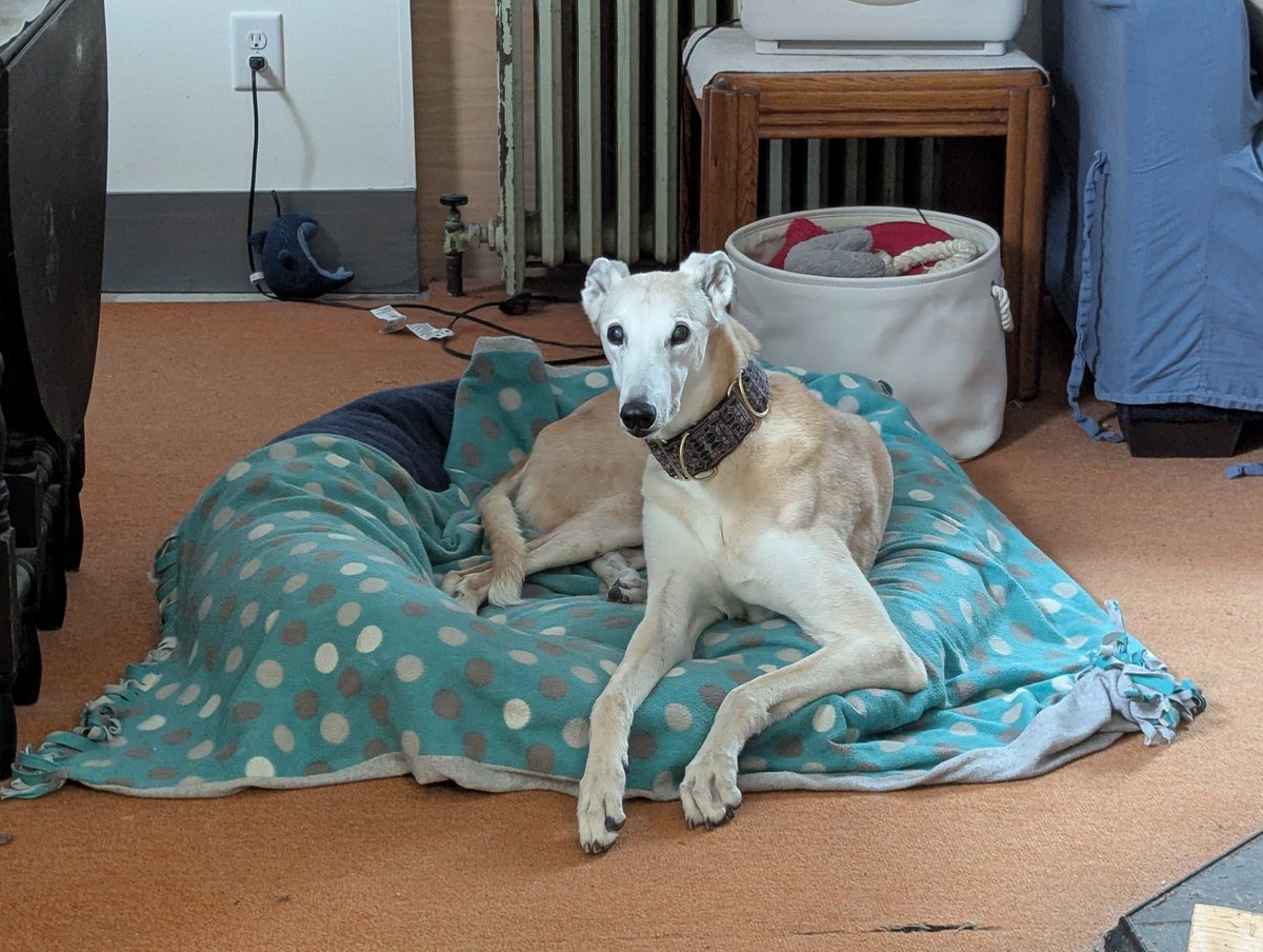 12:15pm and I still haven't been out in the rain for a wee. Momma is prepping lunch. 

How long can I hold out?