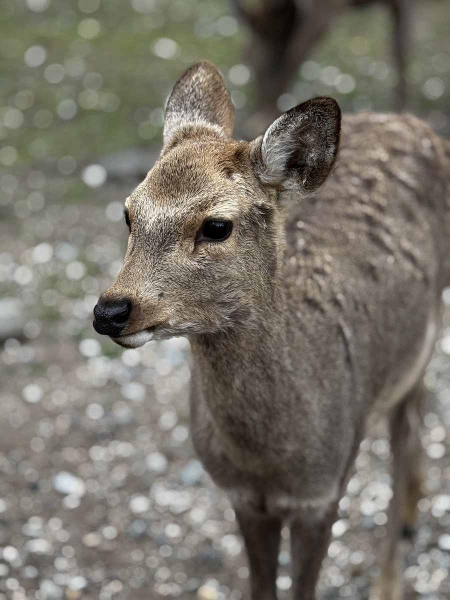 Mr_Tabor's tweet photo. Got a chance to visit Nara deer park in Japan #japan #nara #photographer #photography https://t.co/sax21tkqrj