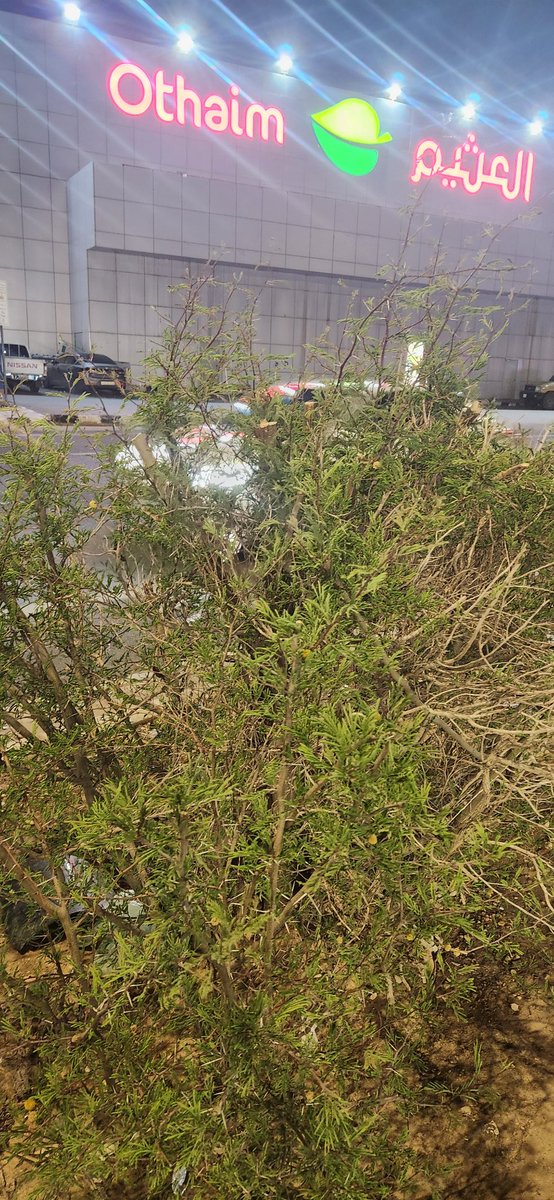 gntlar's tweet photo. @NBM_GOV 
كلي رجاء من الامانه ان تهتم بمثل هذه الاشجار هذه شجره سلم مزروعه في هذا الطريق وهي جميله جدا وتحتاج عنايه والان وجدتها مقصوصه بشكل جائر https://t.co/SJgna1PRgF