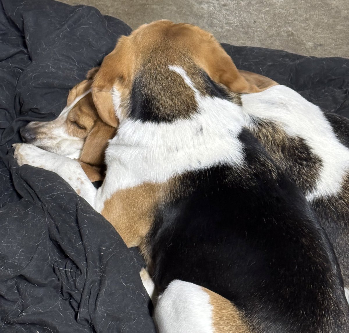 HideSteel's tweet photo. @beaglefacts If there’s food involved they hop right up 😂 Btw, there’s 2 #beagles here 🤣 #Kimber #JosieJo #SteelHide #Dogs https://t.co/ynnACgO0hG