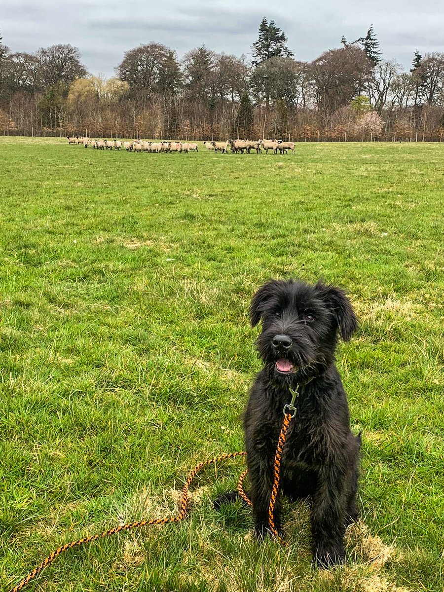 Ewe may be wondering what #TPDHondo is up to? More livestock training for this pup,  all done in a controlled manner &amp; with the farmers support. He's getting pretty big now &amp; hopefully will soon be tracking naughty people through fields &amp; this will definitely help catch them 😉