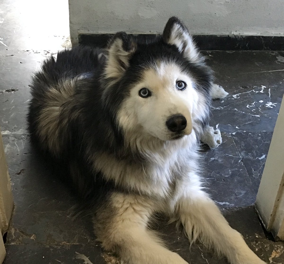 megpanos's tweet image. Η Κορίνα #greece #attica #pefki #animals #dog #dogs #husky #siberianhusky #mydog #corina