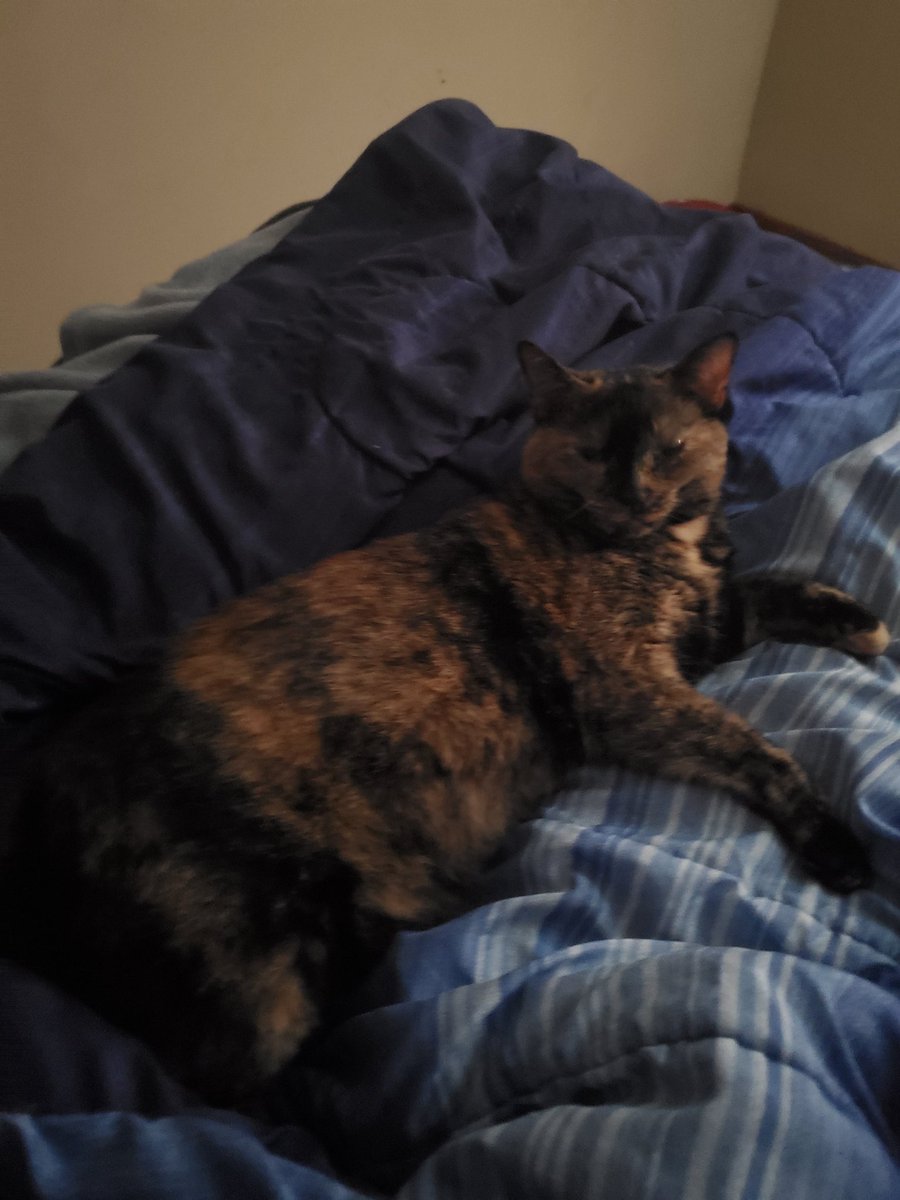stingerlad71559's tweet photo. #potsofhunie Here's a cat to hopefully make you smile and make your day a bit better, if you need it. If not you see a cat and your day will probably still get better. https://t.co/54XxkHUblR