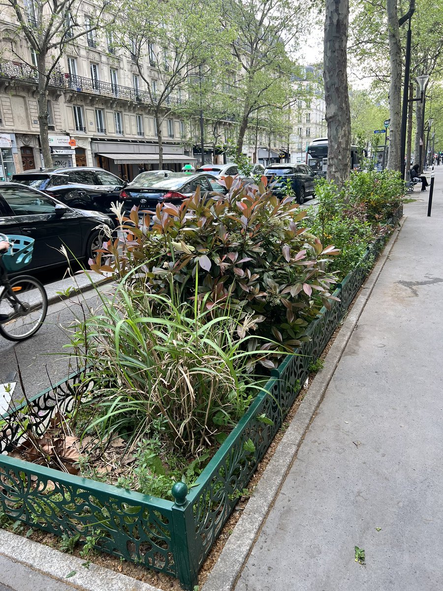 LiveParis111's tweet photo. Bonjour @Luc_Lebon  🌳 Cette année, serait-il possible de limiter la taille des arbustes dans les jardinières du boulevard Voltaire ? Pour les laisser un peut plus s’épanouir ! Merci d'avance ! #BoulevardVoltaire #JardinageUrbain https://t.co/WyFzodrJ1b