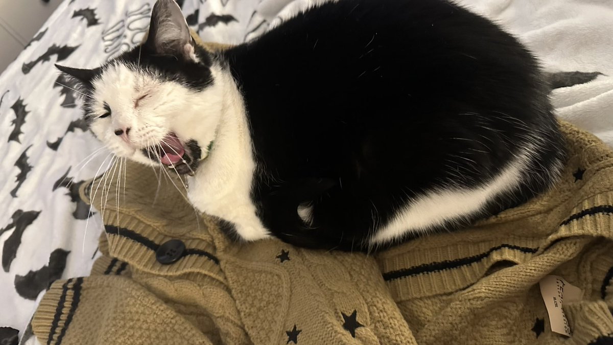 nicolehallberg's tweet photo. @taylornation13 Well, I got to have it out of the package and cat hair free…..
for 13 seconds. 

He looks real broken up about it. 

SMH. 
#FearlessCardigan https://t.co/kXDRfd3vQY