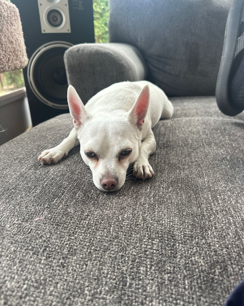 Flat dog style.

#dog #adoptdontshop #chihuahua