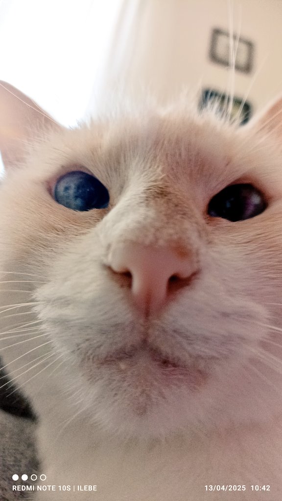 ilebe 🏃♀️🐈🐾🐕 tweet media
