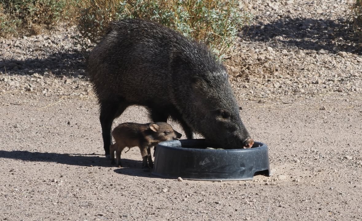 ArizonaDEQ's tweet photo. Our amazing AZ Community Science volunteers spend a lot of time in nature, which means they see a lot of #AZ wildlife🐾
These amazing photos were taken by volunteers Burt and Lori Eastburn, also known as the Arizona Water Dogs!
#ADEQCommunity #VolunteerAZ #VolunteerMonth https://t.co/iNhWPR4GVc
