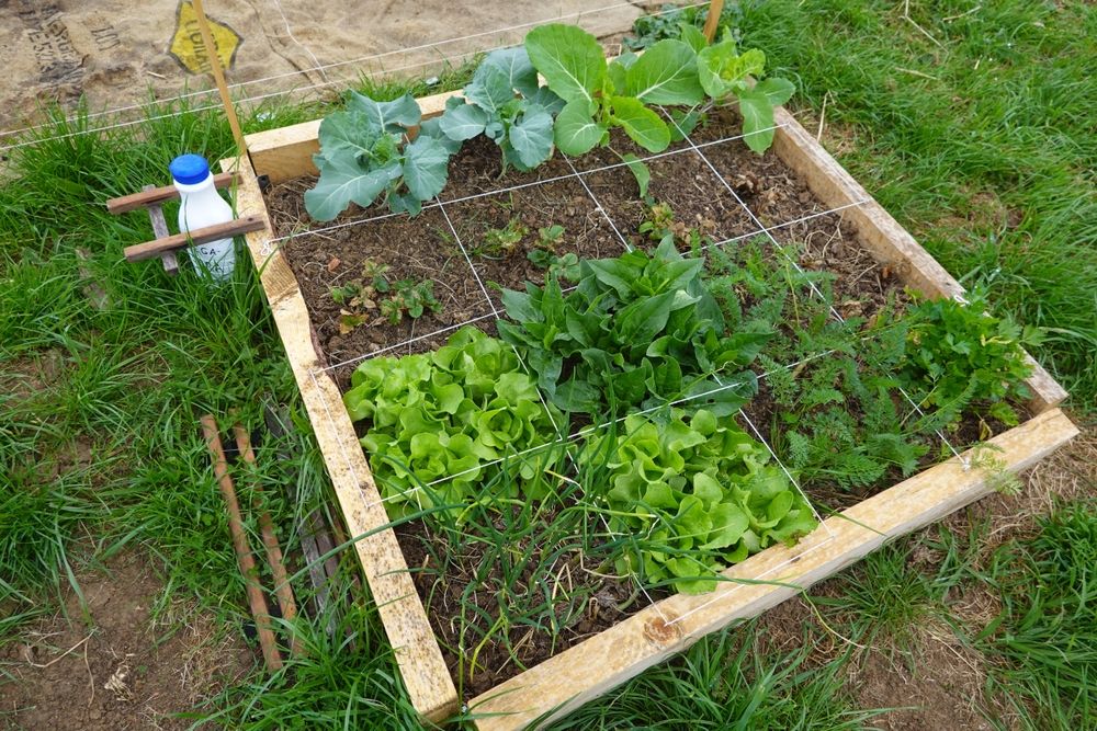 veg_plotter's tweet image. 🌱 New blog post! Discover the magic of Square Foot Gardening &amp;amp; maximize your harvest. Read more here: [vegplotter.com/blog]() #SquareFootGardening #GardeningTips #VegPlotter