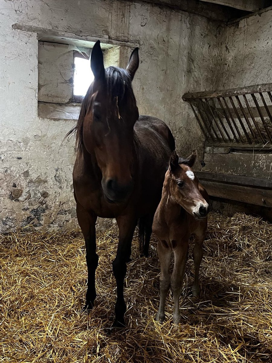 Christina Dunlop (@christinadunlo3) on Twitter photo Delighted with the safe arrival of a little filly. Out of Trixie Waterbury by Robin of Navan full sister to Jurata. Thks to Sophie and her team <a href="/barbottiere/">haras de la barbottiere</a> for all their care. Delighted with the safe arrival of a little filly. Out of Trixie Waterbury by Robin of Navan full sister to Jurata. Thks to Sophie and her team <a href="/barbottiere/">haras de la barbottiere</a> for all their care.