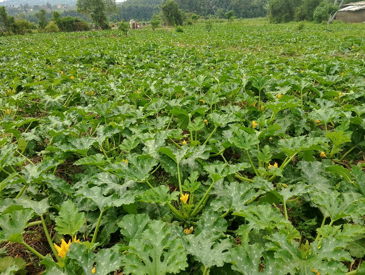 Tayari courgette zikaba zireze muri <a href="/Duhinge1/">DUHINGE ISHIMWE COMPANY Ltd</a> ihinga hagati ya  <a href="/kimironkosecto6/">Kimironko Sector</a> na <a href="/SectorKinyinya/">Kinyinya Sector</a> <a href="/Gasabo_District/">Gasabo District</a> <a href="/CityofKigali/">City of Kigali</a> Ubuhinzi dukomeje kubugira umwuga. <a href="/eSoko_Minagri/">eSoKo-MINAGRI</a> <a href="/RwandaAgriBoard/">Rwanda Agriculture & Animal Resources Devpt Board</a> <a href="/RwandAgriExport/">NAEB</a> <a href="/RwandaAgri/">Ministry of Agriculture & Animal Resources |Rwanda</a>  Imihigo irakomeje Kandi irashoboka m'Ubuhinzi.