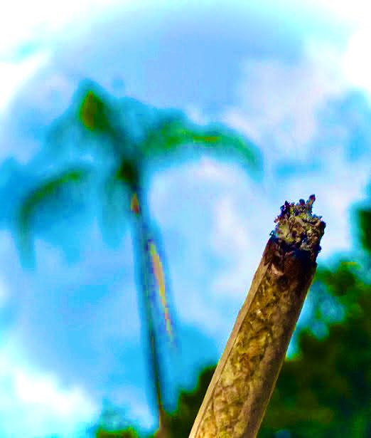 🌍 Jesus Used Cannabis 🌎 (@jesususedcanna) on Twitter photo 