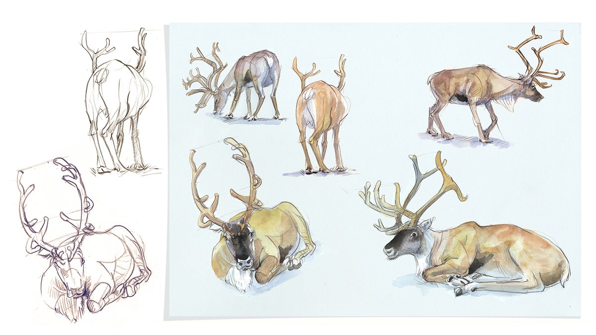 timothypond's tweet image. PREMIERING Sunday, April 13th at 6:30 PM

How to Draw a Reindeer Tutorial for Beginners | FREE Sunday Night Art Education

Watch here: youtu.be/p1BlvJM2FTU

The Countdown has begun!

#DrawingReindeer #ArtTutorial #LearnToDraw #WildlifeArt #FreehandDrawing #SketchingTips