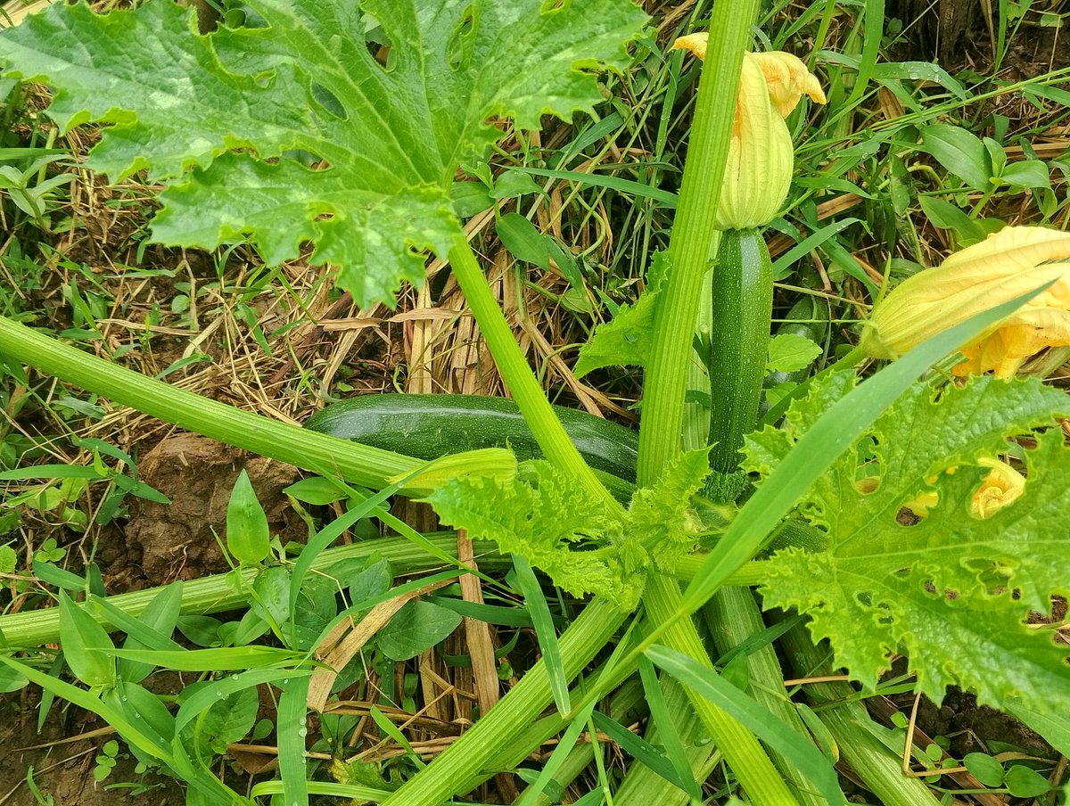 Mucyumweru gitaha tuzatangira gusarura courgette muri <a href="/Duhinge1/">DUHINGE ISHIMWE COMPANY Ltd</a> abakunzi bazo mutangire mutwegere tuvugane.<a href="/YATERAOrganiza1/">YATERA Agri-Eco Tourism</a> <a href="/eSoko_Minagri/">eSoKo-MINAGRI</a>