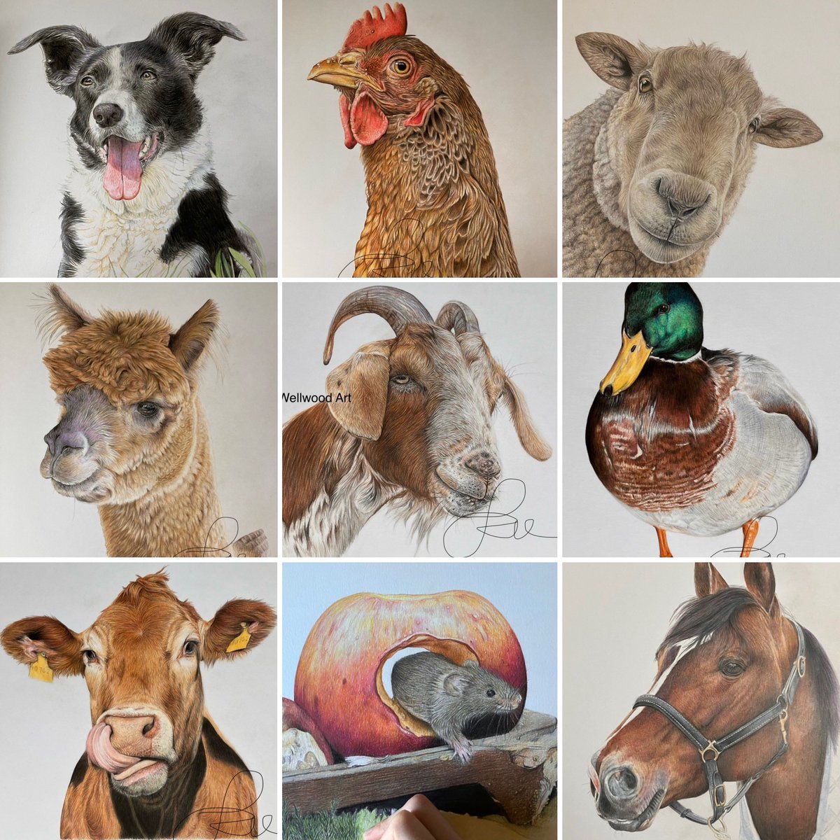 Slowly getting there with the farm animals. Started on a lot of these back in January. Takes ages for me to create detailed coloured pencil drawings for my calendar. Just hope I’ll be able to sell some when it’s finished. Also got donkey, barn owl &amp; pigs too. #art #drawing #farms