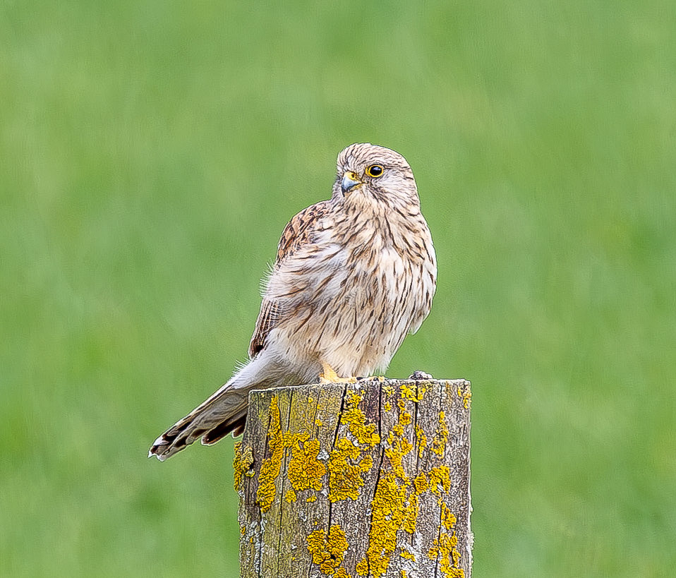 roach0653's tweet photo. Ivinghoe Beacon 130425 https://t.co/M6T3KTVKCo