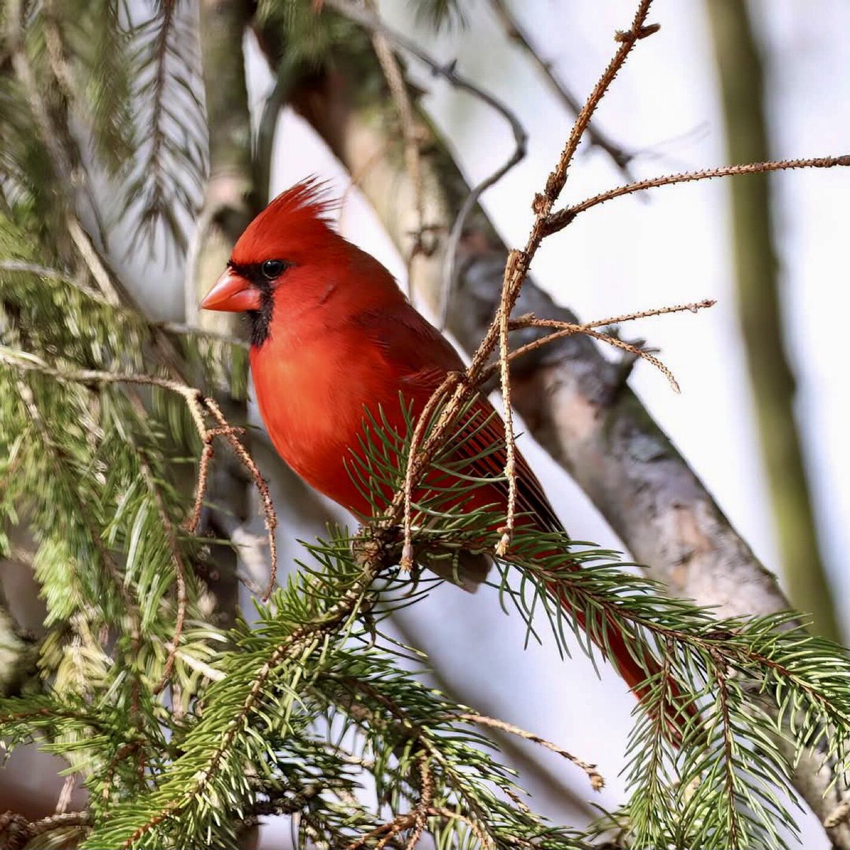 lacsd's tweet photo. A bird sitting on a tree is never afraid of the branch breaking, because her trust is not on the branch but on her wings.
- Charlie Wardle
πΈ Handsome Male Northern Cardinal
From Ohio Amateur Birder @birdhouse_love
#OhioStateBird #BirdWatching #BirdsLover https://t.co/kjZrhcIrUb